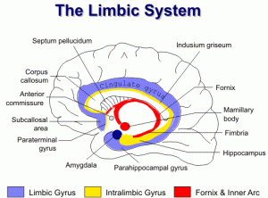 limbic system