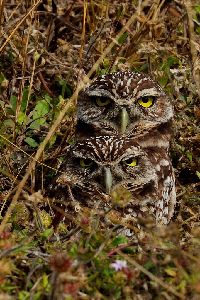 Burrowing owls by Bill Grabinski